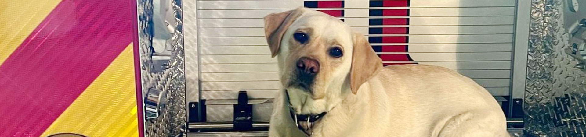 Daisy the dog lays on La Mesa Fire engine