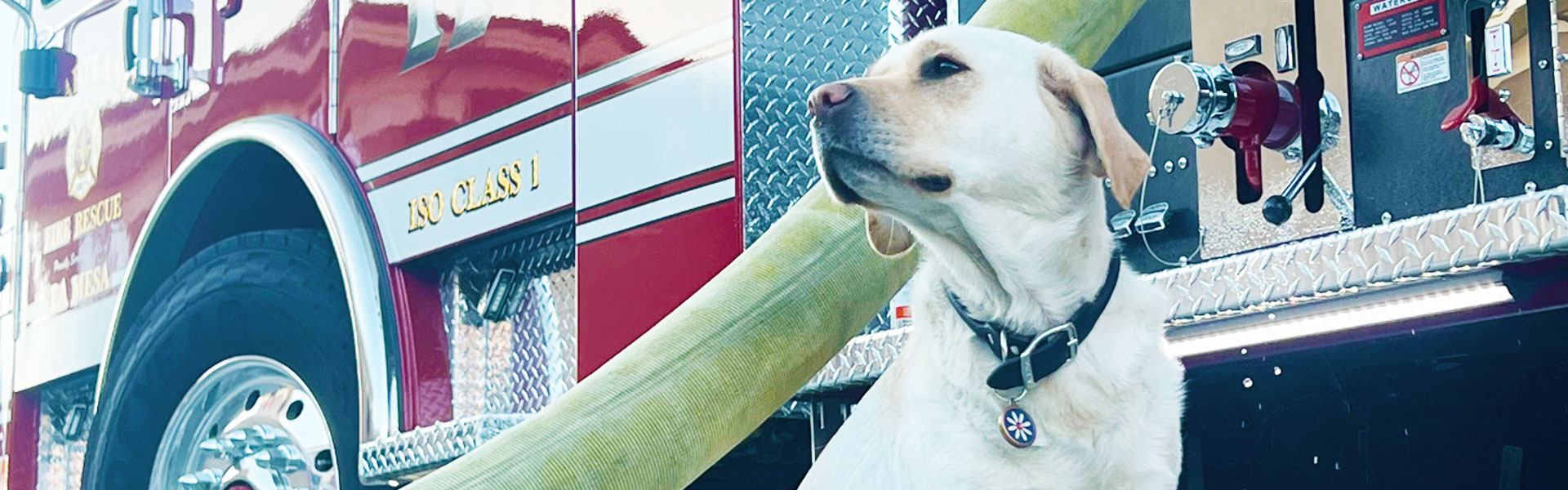 daisy the dog stands beside la mesa fire truck